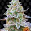 Venta de semillas de cannabis feminizadas de Gorilla Zkittlez de Barney's Farm en Themariashop tu grow shop online.
