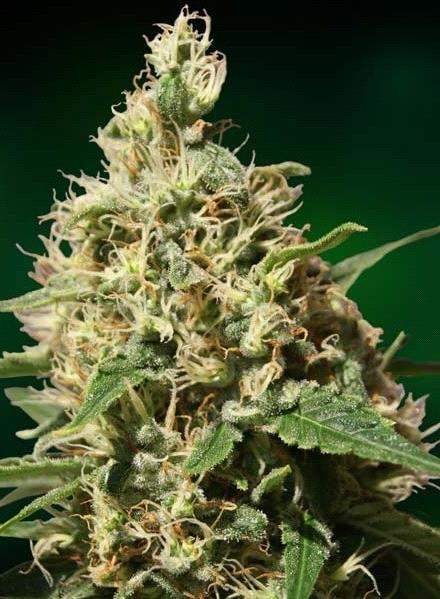Venta de semillas de cannabis feminizadas de Peppermint Kush de Barney's Farm en Themariashop tu grow shop online.