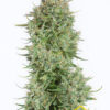 Blue Kush Autoflowering (Dinafem seeds), semillas de marihuana feminizadas que puedes comprar en nuestro grow shop online.
