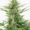 Dinamex Autoflowering (Dinafem seeds), semillas de marihuana feminizadas que puedes comprar en nuestro grow shop online.