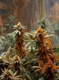 La Master Kush es una variedad 100% feminizada de Nirvana Seeds, son semillas de marihuana que puedes comprar en nuestro growshop online.