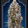 00 Kush (00 SEEDS) semillas de marihuana feminizadas que puedes comprar en nuestro grow shop online.