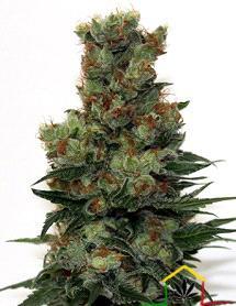 La Ripper Badazz de Ripper Seeds son semillas de marihuana feminizadas que puedes comprar en nuestro grow shop online.