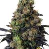 La Acid Dough de Ripper Seeds Son semillas de marihuana feminizadas que puedes comprar en nuestro grow shop online.