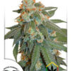 Auto Orange Bud, nueva variedad de semillas de marihuana autoflorecientes de Dutch Passion.