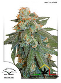 Auto Orange Bud, nueva variedad de semillas de marihuana autoflorecientes de Dutch Passion.