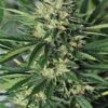 Venta de Dr. Greenthumb's Em Dog de Humboldt Seeds, semillas de marihuana feminizadas que puedes comprar en nuestro grow shop online.