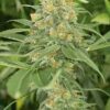 Venta de Green Crack de Humboldt Seeds, semillas de marihuana feminizadas que puedes comprar en nuestro grow shop online.