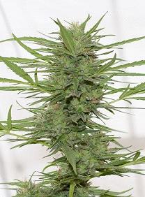 Venta de Dedoverde Haze Auto, semillas de marihuana autoflorecientes que puedes comprar en nuestro grow shop online.