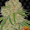 Phantom OG (Barney's Farm), semillas de marihuana feminizadas que puedes comprar en nuestro grow shop online.