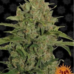 Triple Cheese (Barney's Farm), semillas de marihuana feminizadas que puedes comprar en nuestro grow shop online.