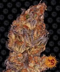 Runtz Auto de Barney's Farm