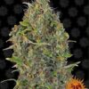 Critical Kush Auto (Barney's farm), semillas de marihuana autoflorecientes feminizadas que puedes comprar en nuestro grow shop online.