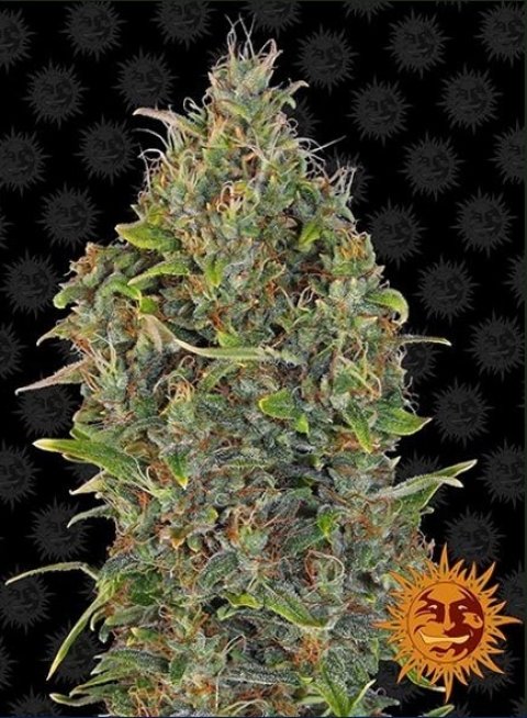 Critical Kush Auto (Barney's farm), semillas de marihuana autoflorecientes feminizadas que puedes comprar en nuestro grow shop online.
