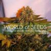 Northern Light x Big Bud Ryder Auto de World of Seeds, son semillas de marihuana autoflorecientes feminizadas que puedes comprar en nuestro Grow Shop online.