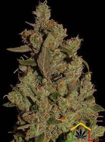 CBD Critical Cure semillas de marihuana medicinales de Barney's Farm que puedes comprar en Themariashop.