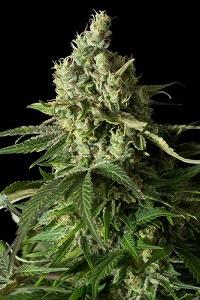 Moby dick CBD nueva variedad del banco Dinafem seeds, son semillas de marihuana feminizadas con un fuerte nivel de cbd para usos medicinales.