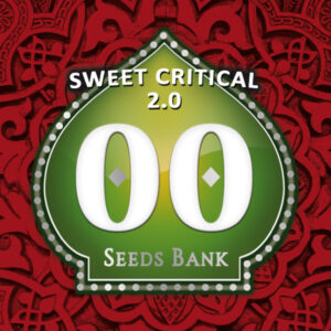 Sweet Critical 2.0 de 00 seeds son semillas de marihuana feminizadas que puedes comprar en nuestro grow shop online.