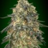 Gorilla de 00 seeds son semillas de marihuana feminizadas que puedes comprar en nuestro grow shop online al mejor precio.