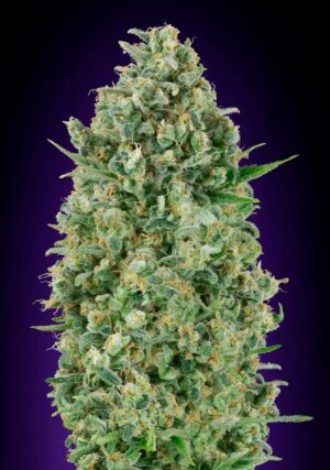 Critical Poison de 00 Seeds son semillas de marihuana feminizadas que puedes comprar en nuestro grow shop online al mejor precio.