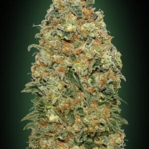 White Widow de 00 Seeds