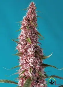 Venta de semillas autoflorecientes Red Pure Auto CBD de Sweet Seeds, variedad ya disponible en el grow shop Themariashop.