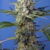 Crystal Candy Fast Version de Sweet Seeds