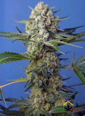 Crystal Candy Fast Version de Sweet Seeds