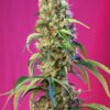 Black Jack CBD de Sweet Seeds son semillas de marihuana CBD que puedes comprar en nuestro growshop online.