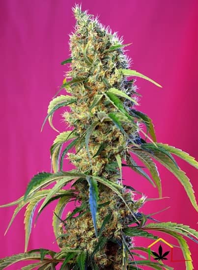 Black Jack CBD de Sweet Seeds son semillas de marihuana CBD que puedes comprar en nuestro growshop online.