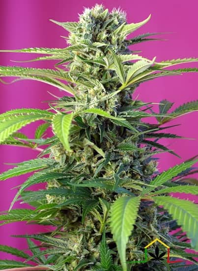 Semillas Chem Beyond Diesel CBD de Sweet Seeds son semillas de marihuana CBD que puedes comprar en nuestro growshop online.