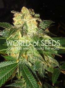 Pakistan Ryder Auto de World of Seeds, son semillas de marihuana autoflorecientes feminizadas que puedes comprar en nuestro Grow Shop online.