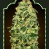 Auto California Kush de 00 Seeds son semillas de marihuana autoflorecientes que puedes comprar en nuestro grow shop online.