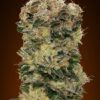 Auto Sweet Soma de 00 Seeds son semillas de marihuana autoflorecientes que puedes comprar en nuestro grow shop online.