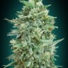 Auto Northern Lights XXL de 00 Seeds son semillas de marihuana autoflorecientes que puedes comprar en nuestro grow shop online.