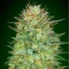 Auto Sweet Critical de 00 Seeds son semillas de marihuana autoflorecientes que puedes comprar en nuestro grow shop online.