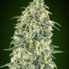 Auto White Widow XXL de 00 Seeds son semillas de marihuana autoflorecientes que puedes comprar en nuestro grow shop online.