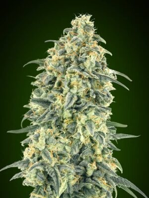 Auto White Widow XXL de 00 Seeds son semillas de marihuana autoflorecientes que puedes comprar en nuestro grow shop online.