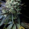 Venta de semillas Dinamed CBD de Dinafem Seeds, es la primera variedad de marihuana 100% terapéutica contiene un alto porcentage de CBD y casi no contiene THC.