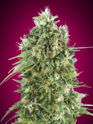 Bubble Gum CBD de 00 Seeds son semillas de marihuana autoflorecientes que puedes comprar en nuestro grow shop online.