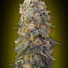 Sweet Critical CBD de 00 Seeds son semillas de marihuana autoflorecientes que puedes comprar en nuestro grow shop online.