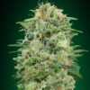 White Widow CBD de 00 Seeds son semillas de marihuana autoflorecientes que puedes comprar en nuestro grow shop online.
