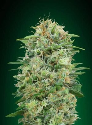 White Widow CBD de 00 Seeds son semillas de marihuana autoflorecientes que puedes comprar en nuestro grow shop online.
