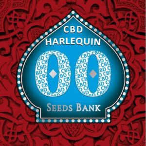 Harlequin CBD de 00 Seeds son semillas de marihuana autoflorecientes que puedes comprar en nuestro grow shop online.