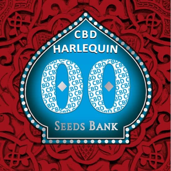 Harlequin CBD de 00 Seeds son semillas de marihuana autoflorecientes que puedes comprar en nuestro grow shop online.