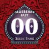 Blueberry Fast de 00 Seeds son semillas de marihuana autoflorecientes que puedes comprar en nuestro grow shop online.