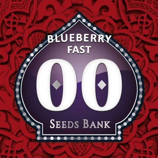 Blueberry Fast de 00 Seeds son semillas de marihuana autoflorecientes que puedes comprar en nuestro grow shop online.