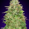 Critical Poison Fast de 00 Seeds son semillas de marihuana autoflorecientes que puedes comprar en nuestro grow shop online.