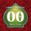 Sweet Critical Fast de 00 Seeds son semillas de marihuana autoflorecientes que puedes comprar en nuestro grow shop online.