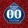 00 Kush Fast de 00 Seeds son semillas de marihuana autoflorecientes que puedes comprar en nuestro grow shop online.